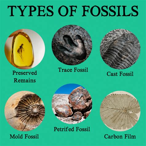 5 different types of fossils.